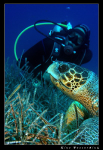 "2500". Celebrating my dive no 2500 ( in the year 2008 ) ... by Rico Besserdich 